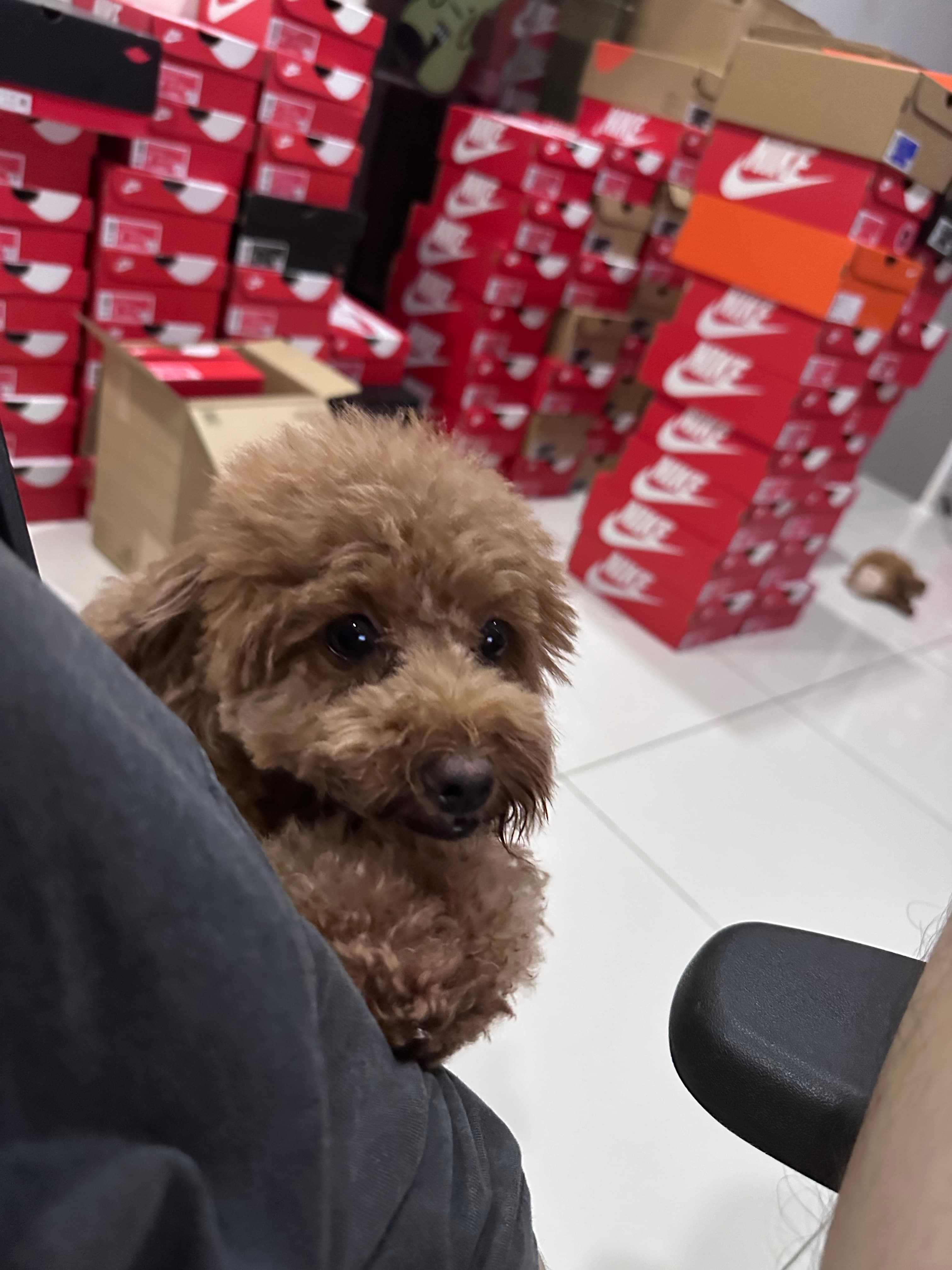 Sneaker Room and Dog